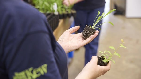 A person holding two small seedlings with soil in their hands, standing in a room with other people in the background.