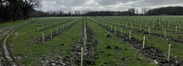 Rows of young tree saplings protected by light green tubes stretch across a muddy field under an overcast sky, with woodland visible in the distance.