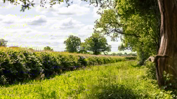 Countryside landscape with a lush, green field bordered by dense hedges and tall trees. The sky is partly cloudy with patches of blue.