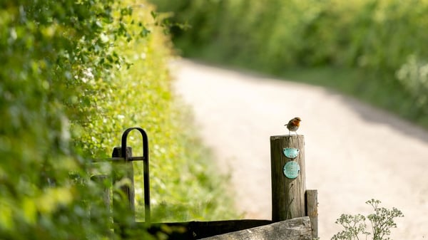 A small bird perched on top of a wooden post along a country path. The path is bordered by lush green hedges.