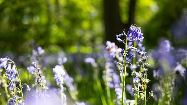 A close-up view of bluebell flowers in a woodland. The background, with bluebell flowers and green foliage, is blurred.