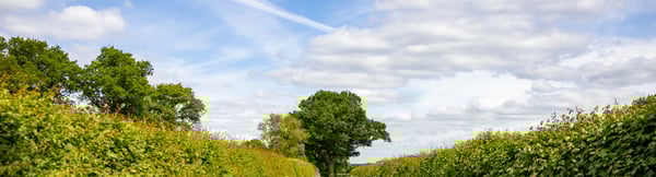 A country lane with a gravel path bordered by tall green hedges, leading towards a distant tree under a bright sky with scattered clouds and a visible aircraft contrail overhead.