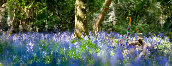 A colourful L&G umbrella with a curved handle stands upright in a sunlit woodland clearing, surrounded by a dense carpet of blooming bluebells and vibrant green foliage.