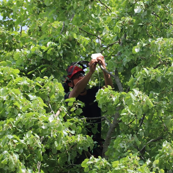 A Wakehurst arborist installing a bioacoustics monitor in lime (Tilia) tree.