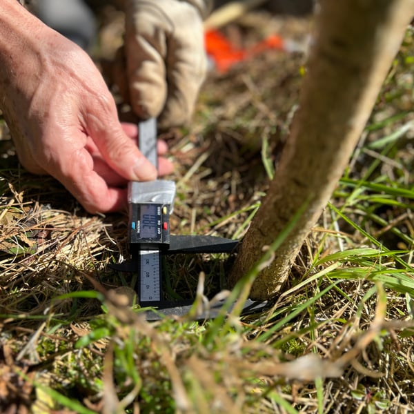 Measuring the base of a tree