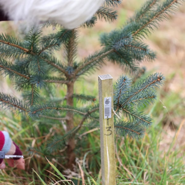 Measuring a conifer