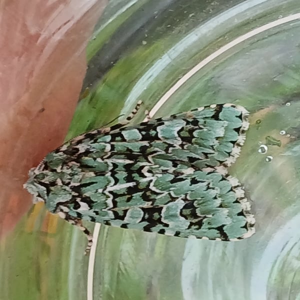A green and black patterned Merveille du Jour moth resting on the inside of a clear container.