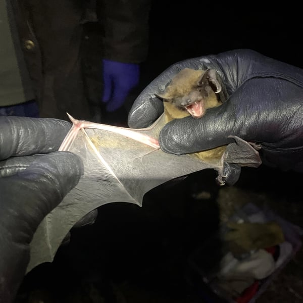A small bat being gently held by gloved hands at night, with its wing stretched open for examination.