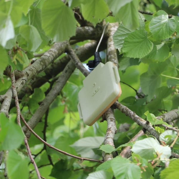 A bioacoustics monitor in a lime (Tilia) tree at Wakehurst.