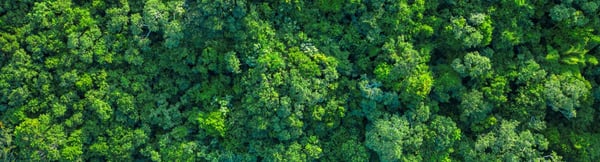 Picture of trees from above