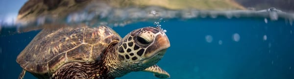 Photograph of a turtle under the water