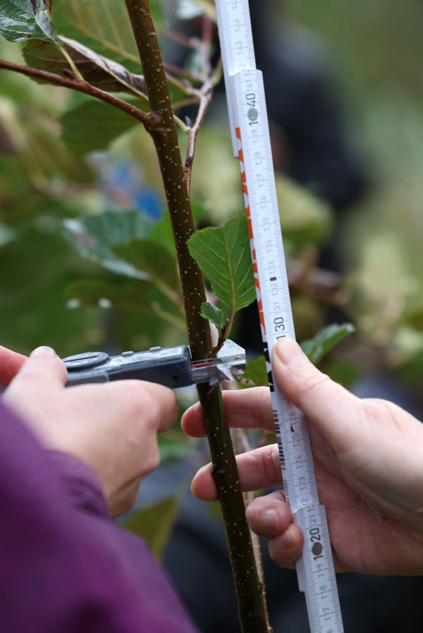 Measuring the width and length of a tree