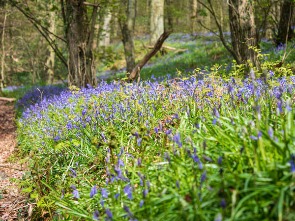Flowers growing along a woodland path
