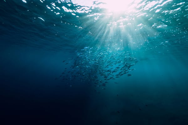 A large school of fish swimming underwater in deep blue ocean water, illuminated from above by bright sunlight streaming through the surface.